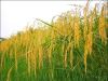 ظهور اولین خوشه طلایی برنج در شهرستان تالش